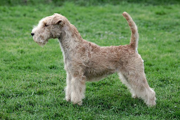 istock Typical  Lakeland Terrier on a green grass lawn 514113276