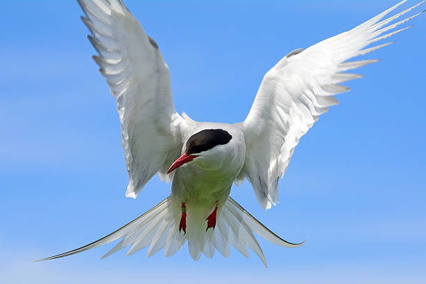 istock Arctic tern, Farne Islands Nature Reserve, England 514114080