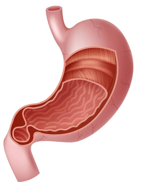 istock Cartoon illustration of Human Internal Stomach Anatomy 514114740