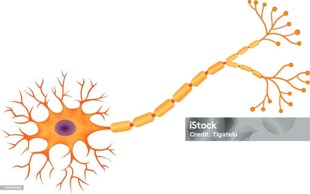 Dessin animé illustration de l'anatomie humaine Neurone - clipart vectoriel de Neurone libre de droits