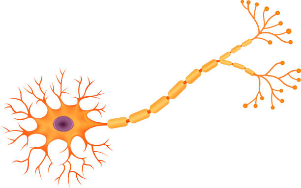 Cartoon illustration of Human Neuron Anatomy Illustration of Human Neuron Anatomy medulla stock illustrations