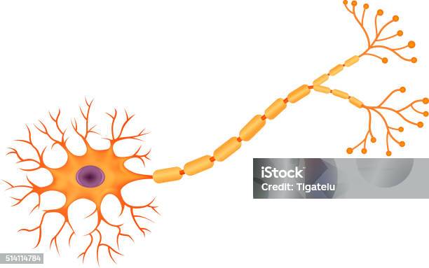 Cartoon Illustration Of Human Neuron Anatomy Stock Illustration - Download Image Now - Nerve Cell, Human Nervous System, Vector