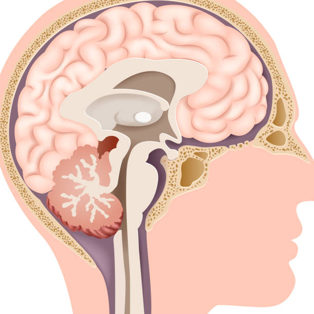 illustrazioni stock, clip art, cartoni animati e icone di tendenza di fumetto illustrazione di cervello umano anatomia interna - cervelletto