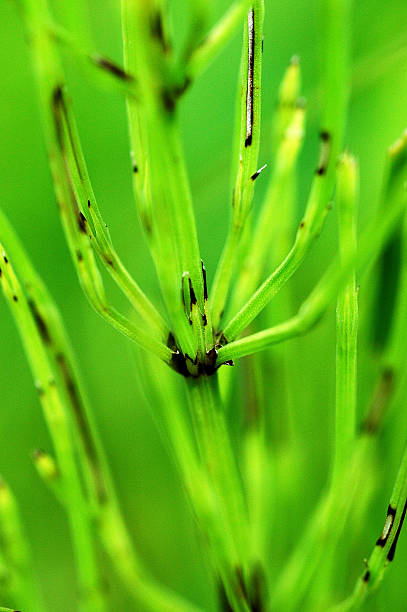 istock Equisetum arvense, common horsetail plant 514115286