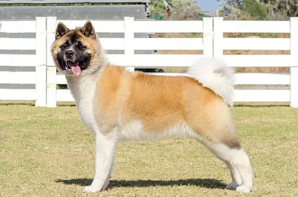 A portrait view of a sable, white and brown pinto American Akita dog standing on the grass, distinctive for its plush tail that curls over his back and for the black mask. A large and powerful dog breed.