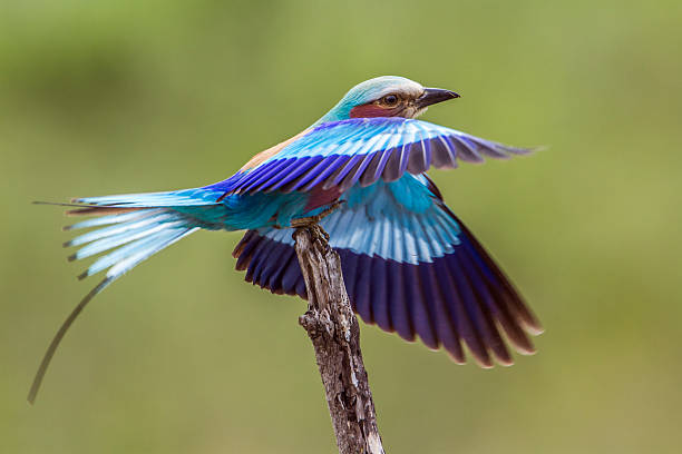 Lilac-breasted roller in Kruger National park, South Africa Specie Coracias caudatus family of Coraciidae lilac breasted roller stock pictures, royalty-free photos & images