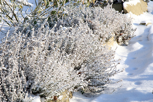 Herbs under snow in herbal rustic home garden. Winter thyme.