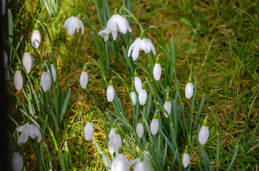 Snow Drop Flowers in spring dappled light