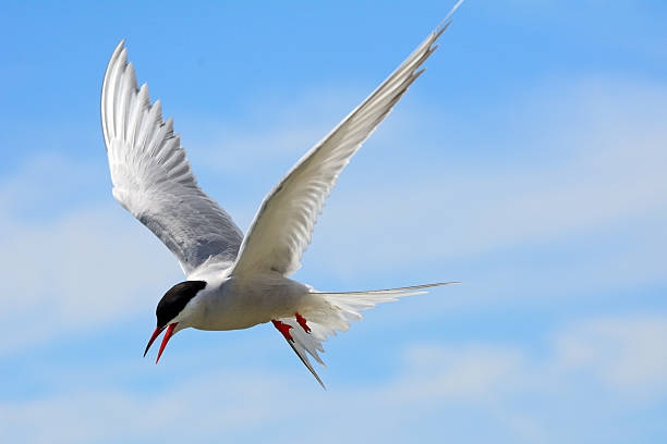 istock Arctic tern, Farne Islands Nature Reserve, England 514117624
