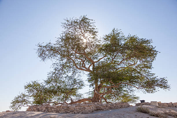 istock Tree of Life in Bahrain 514119594