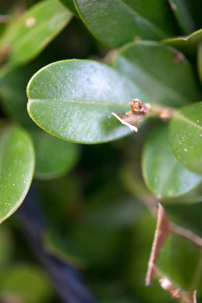 istock Close-up of leaves 514120000