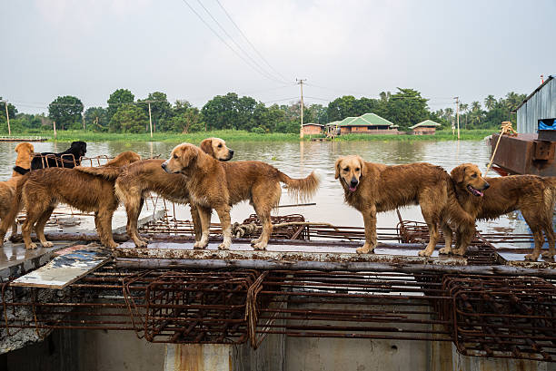 istock Dog golden retriever looking for the owner. 514120566
