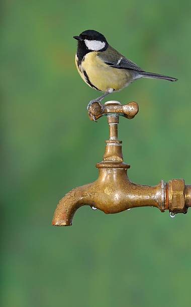 istock Big tit sitting on rusty faucet 514121160