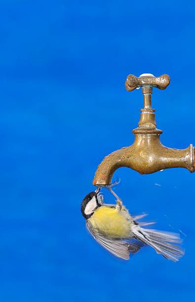 istock Close-up of big tit drinking in motion 514121226