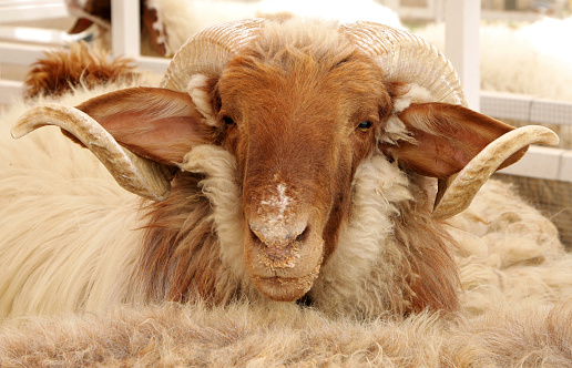 A Awassi is most prevalent sheep breed in the arabian countries