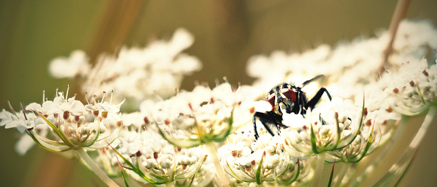 Black fly sitting on flower