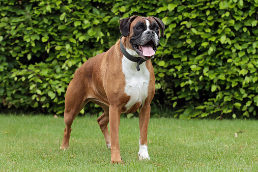 Boxer, 3 years old, in front of white background
