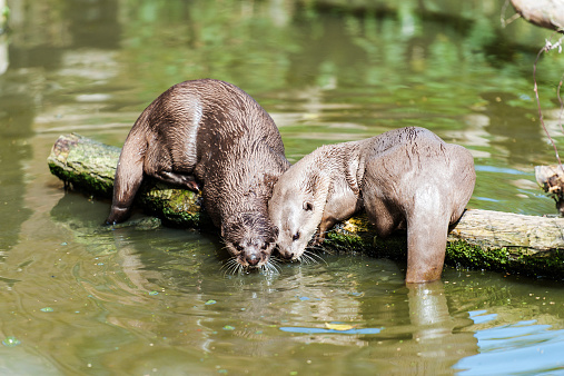 A pair of Short-Clawed Otters