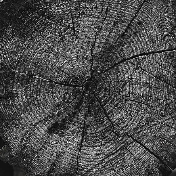 istock Abstract wooden background, circles patterns on the stump 514132841