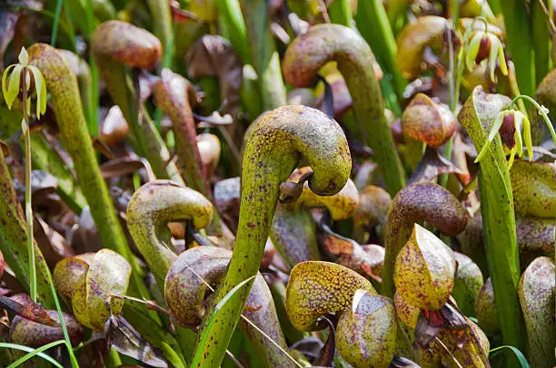 This group Darlingtonia Californica is growing on the Oregon Coast.   This plant is also known as the Cobra Lily, Cobra Orchid and pitcher plant.  It is a carnivorous plant that traps and digests insects.