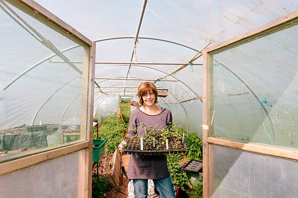 istock Market garden polytunnel 514133165