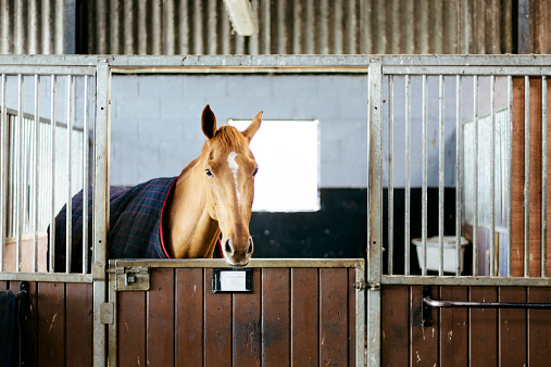 Racehorse in a stable