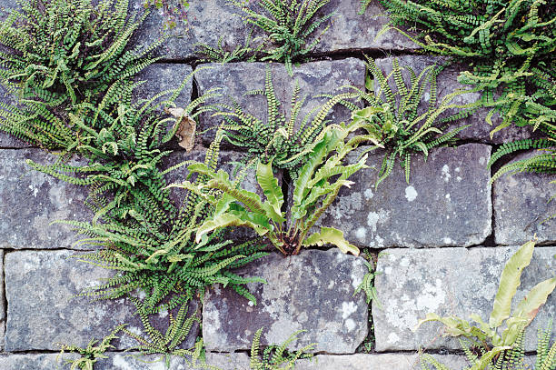 Ferns in Stone Wall stock photo