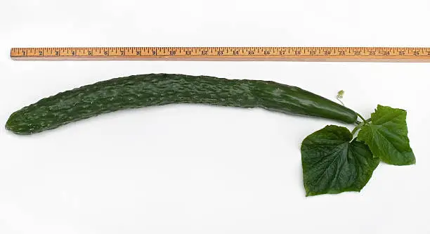 Wooden yard stick measuring a large, 22-inch, English cucumber with leaves isolated on white background.