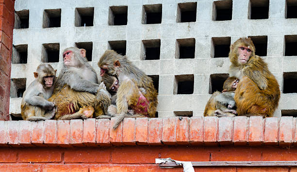 istock Monkeys near Swayambhunath stupa in Kathmandu 514137537