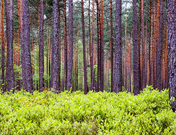 Bäume-Blick auf den Wald – Foto