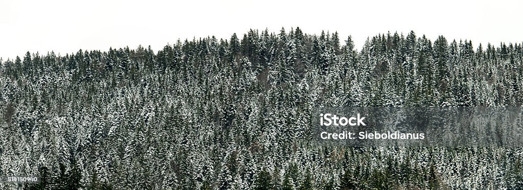 Coniferous forest covered with light snow in winter on_white background. Coniferous forest covered with light snow in winter on white background. Black Color Stock Photo