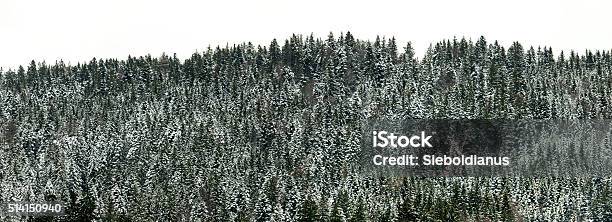 Coniferous Forest Covered With Light Snow In Winter Onwhite Background Stock Photo - Download Image Now