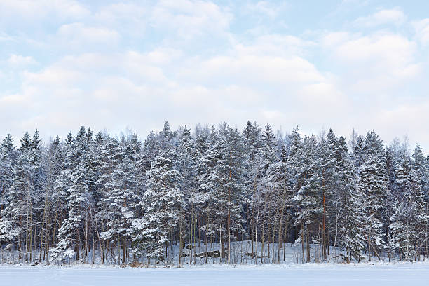 istock Frozen lake and snow covered forest 514151376