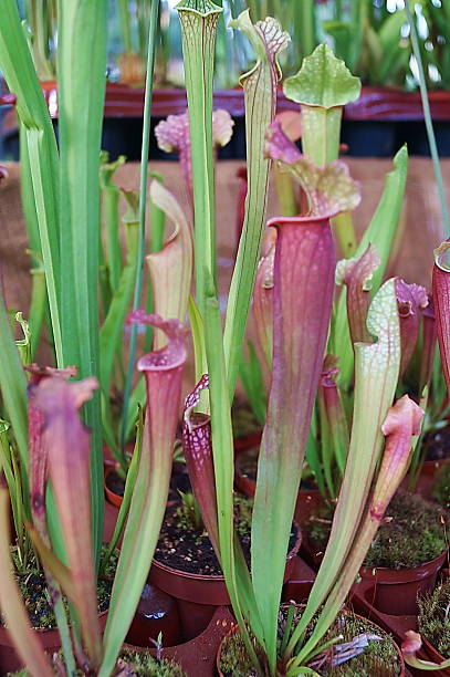 istock Purple sarracenia flower, carnivorous plant 514152006