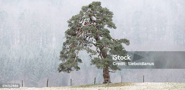 Exposed Single Scots Pine Or Pinus Sylvestris After Snowfall Stock Photo - Download Image Now