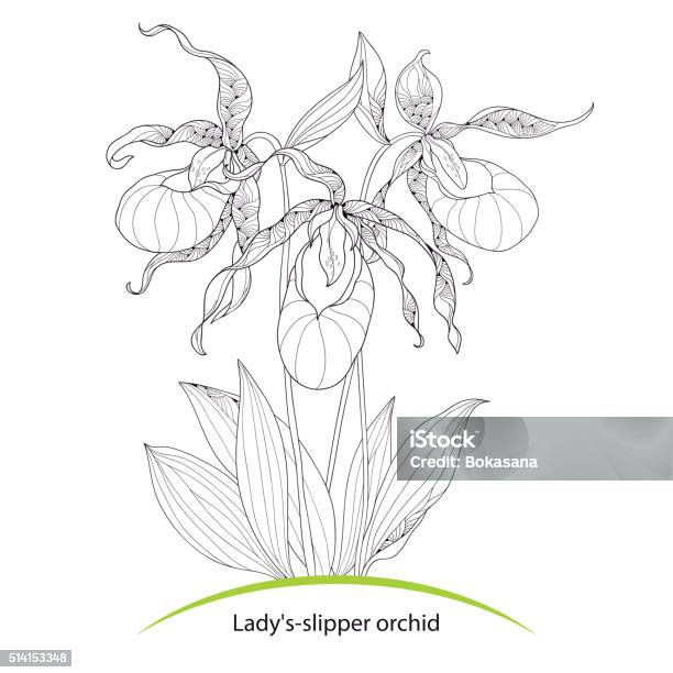 Cypripedium Calceolus Or Ladys Slipper Orchid Isolated On White Background  Stock Illustration - Download Image Now - iStock