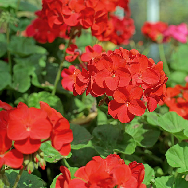 istock red plumbago auriculata flower 514153668