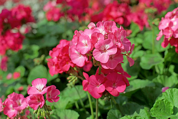 istock pink plumbago auriculata flower 514153820