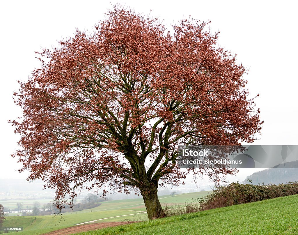 Oak tree on field with some remaining red leaves in_winter. Oak tree on field with some remaining red leaves in winter. Accessibility Stock Photo