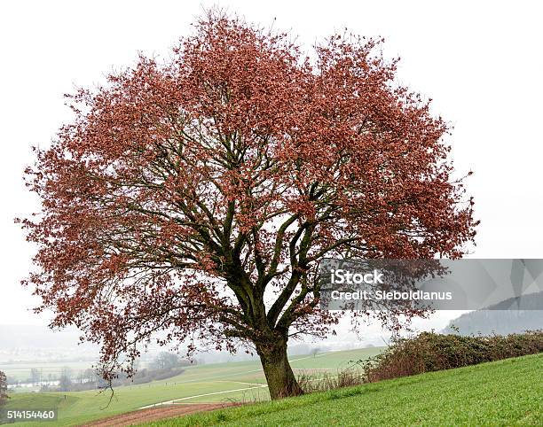 Oak Tree On Field With Some Remaining Red Leaves Inwinter Stock Photo - Download Image Now