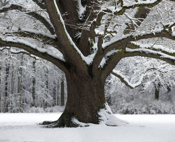 istock Old Oak with strong branches in winter covered with snow. 514154638