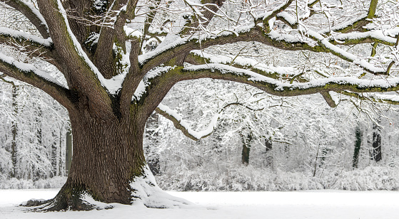 Old Oak with strong branches in winter covered with snow.