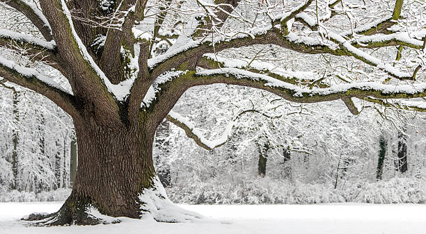 Old Oak with strong branches in winter covered with snow. stock photo