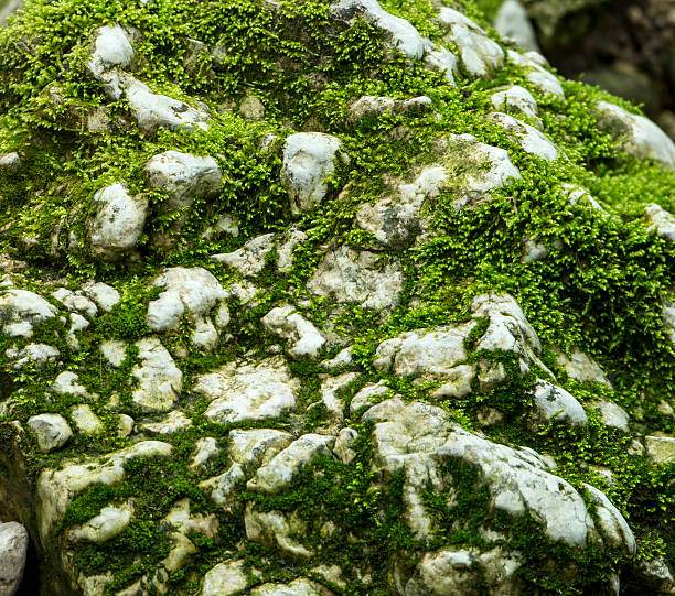 Moss covered limestone in Verenaschlucht, Solothurn, Switzerland.