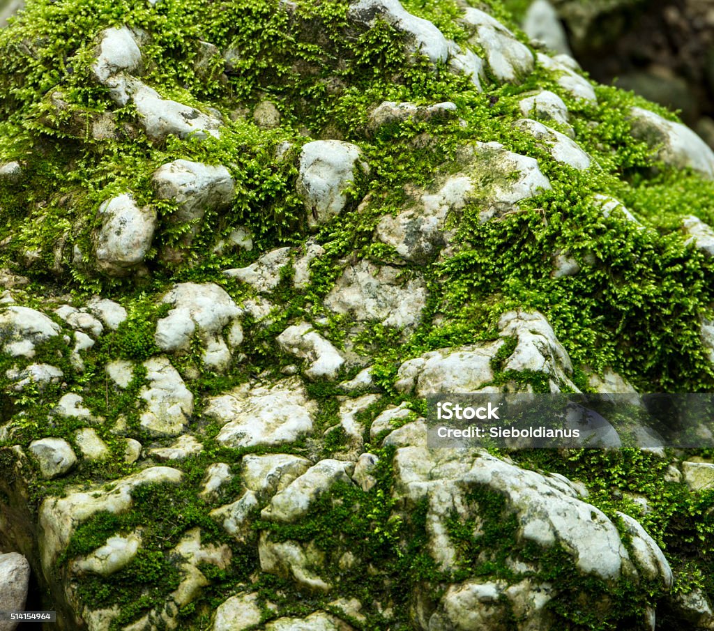 Moss covered limestone in Verenaschlucht, Solothurn, Switzerland. Close-up Stock Photo