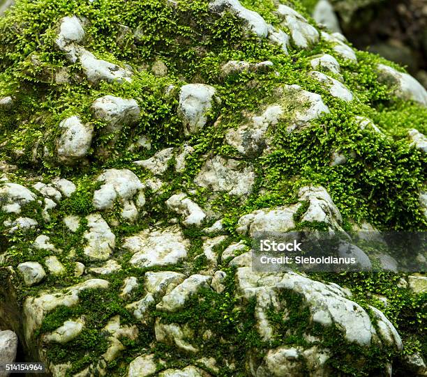 Moss Covered Limestone In Verenaschlucht Solothurn Switzerland Stock Photo - Download Image Now
