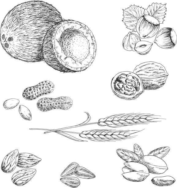 орехи, семена, бобы и пшеницы эскизов - arachis hypogaea illustrations stock illustrations