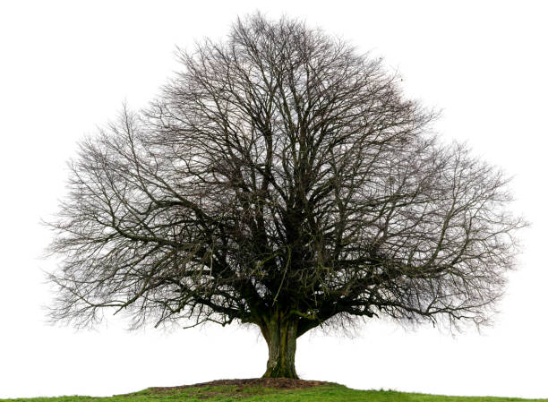 istock Lime tree or Tilia_cordata in winter isolated on white background. 514155548