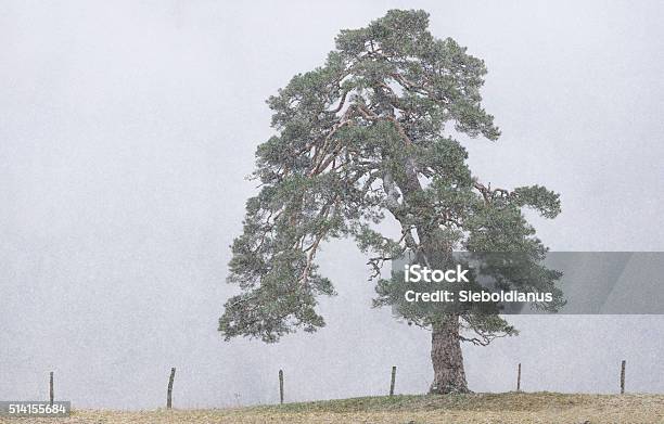 Single Scots Pine Or Pinus Sylvestris Standing In Heavy Snowfall Stock Photo - Download Image Now