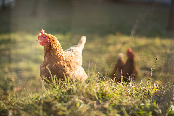 Hen in a farmyard Happy Free-range hen in a farmyard on a lovely sunny day (Gallus gallus domesticus) free range stock pictures, royalty-free photos & images